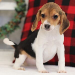 beagle mix puppies