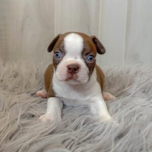 boston terrier puppy for sale