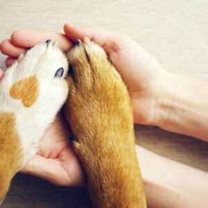 How pet insurance can help your dog