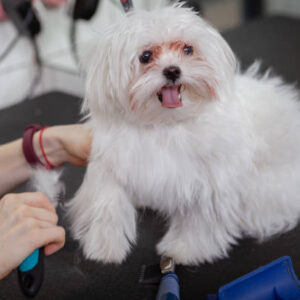 The Grooming Process For Your Havanese Dog
