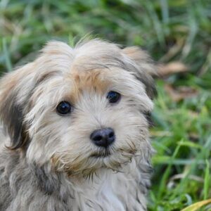 5 Reasons Why The Havanese Makes You Feel Alive
