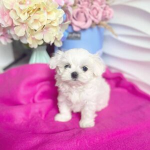 teacup maltese puppies for sale under 500