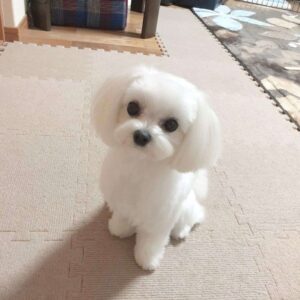 puppies maltese for sale