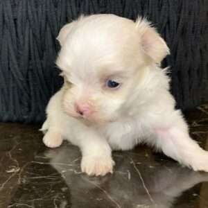 Teacup puppies for sale near me under $500 dollars