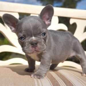 blue pied french bulldogs
