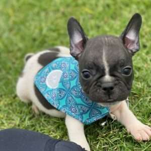 french bulldog puppies available