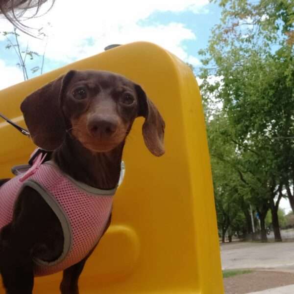 dachshunds for sale in wisconsin