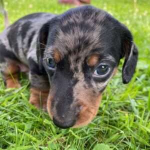 miniature dachshunds for sale