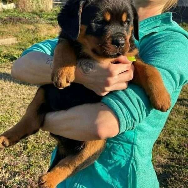 cheap rottweiler puppies for sale near me