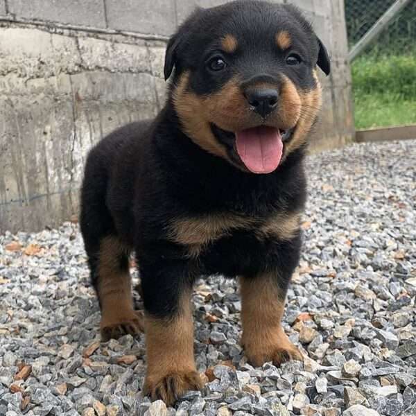 rottweiler puppies for sale ohio