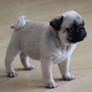 white pug puppies for sale