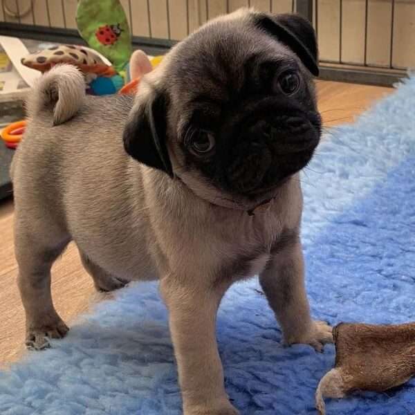 how much are pug puppies