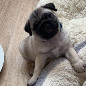 frenchie pug puppies for sale