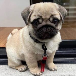 pug puppies for sale indiana