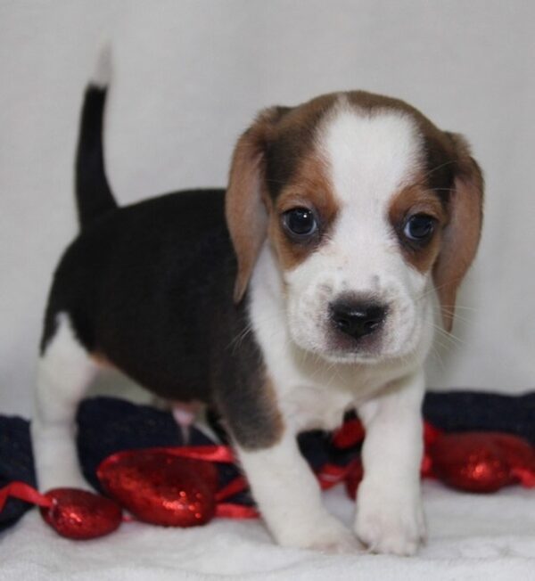 beagle puppies for sell