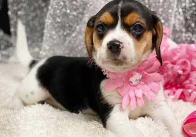 mini beagles for sale near me