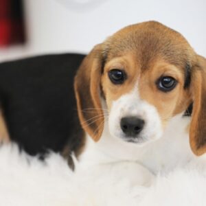 beagles for sale in michigan