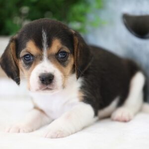 pocket beagle for sale in florida
