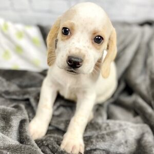 small beagle