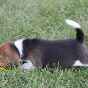 Teacup beagle for sale
