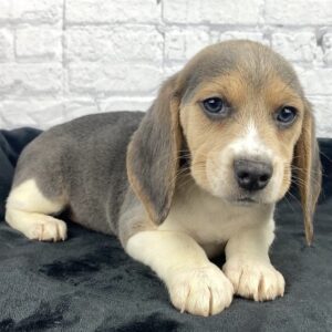 minature beagle puppies