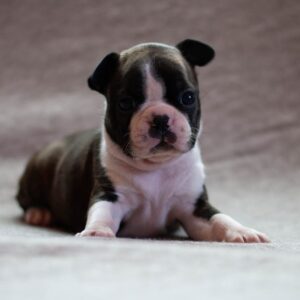 boston terriers for adoption