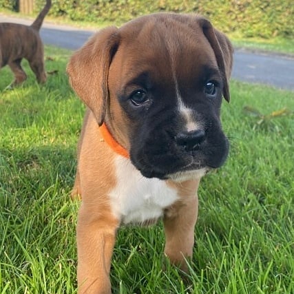 boxer for sale near me