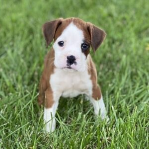 pure breed boxers for sale