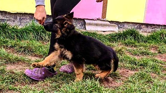german shepherd puppies for sale in arkansas