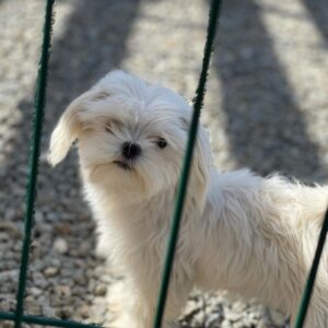 maltese puppies for sale los angeles