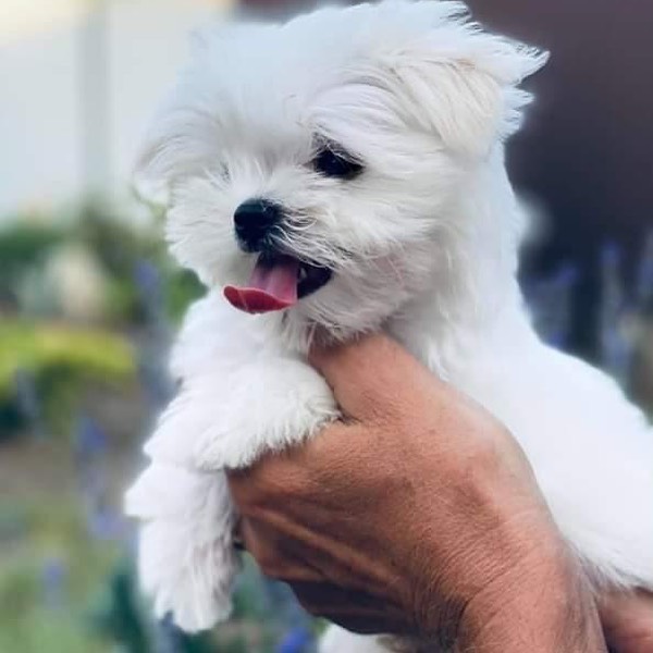 maltese puppies for sale california