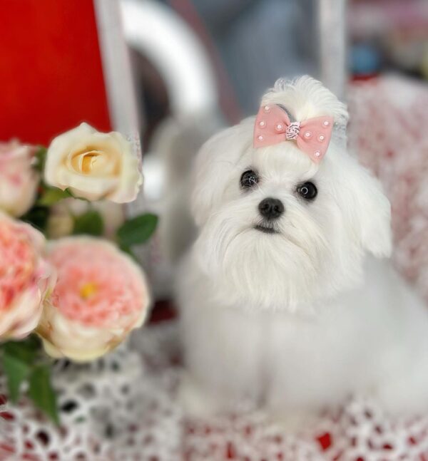maltese puppies for sale in texas