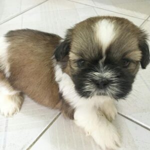 morkie puppies for sale in houston