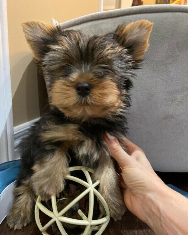 tiny teacup yorkie puppies for sale
