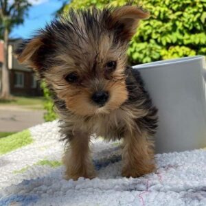 yorkie for sale cheap