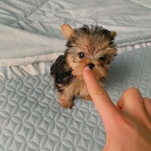 where to buy yorkie poo puppies