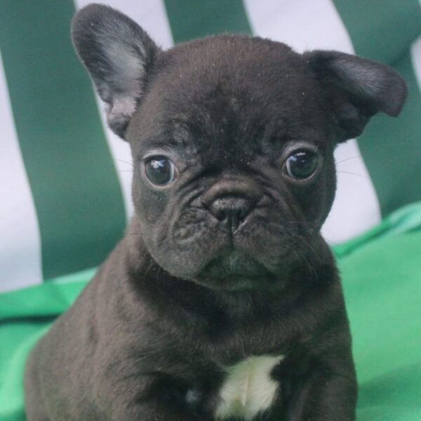 french bulldog puppies for sale in michigan