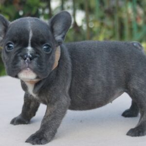 french bulldog puppies for sale in va