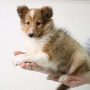Sheltie Puppies for Sale Near Me