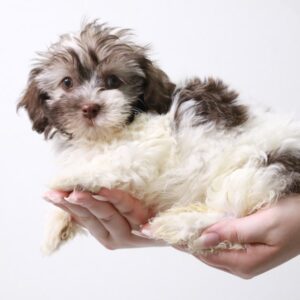 havanese puppies for sale indiana