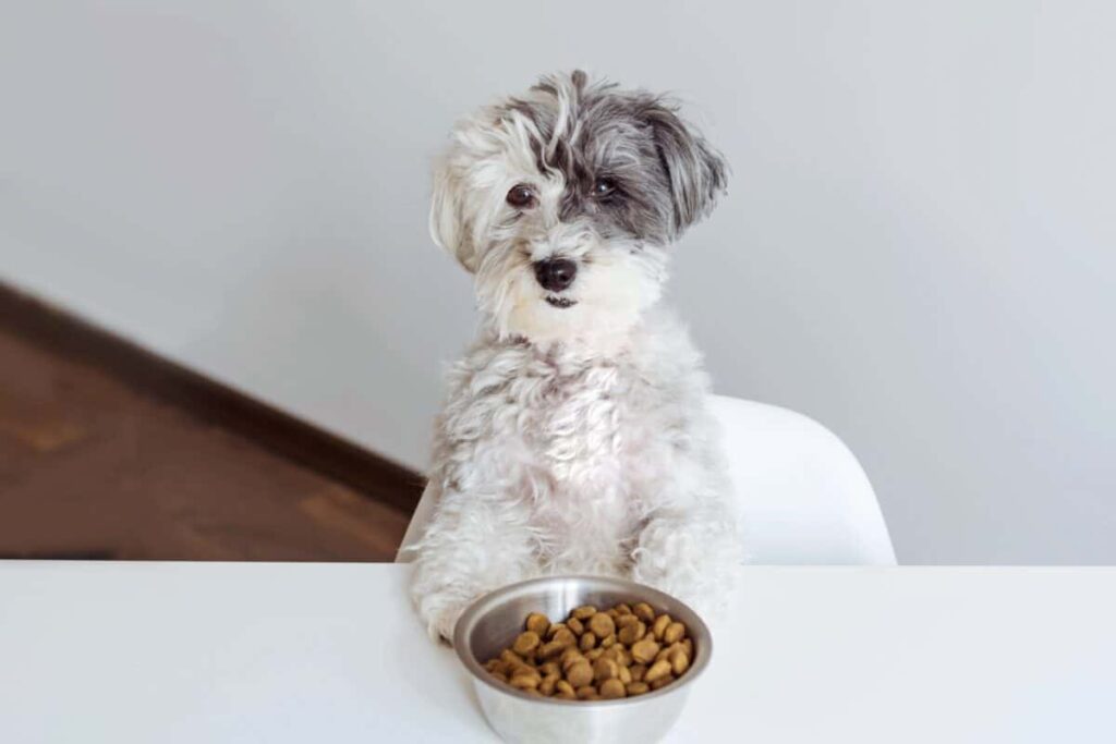 What Kind Of Dog Food Should You Feed Your Havanese Puppy