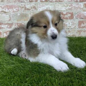 sheltie puppies for sale under $500