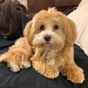brown havanese puppy for sale