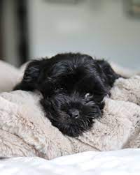 5 Facts To Help You Adopt A Black Havanese