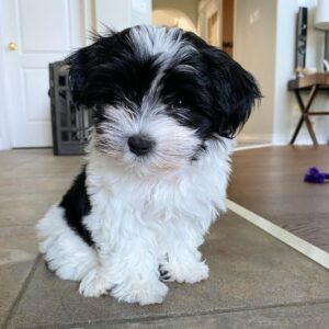 Havanese poodle puppy for sale