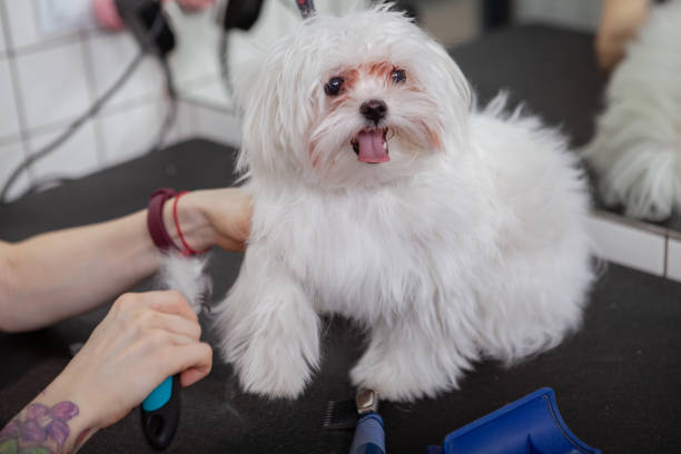 The Grooming Process For Your Havanese Dog