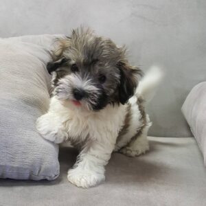 bichon havanese puppy for sale