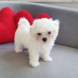 Maltese puppy for sale indianapolis classifieds