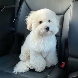 maltese puppy for sale near me
