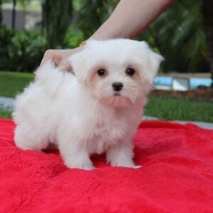 Maltese puppies for sale virginia